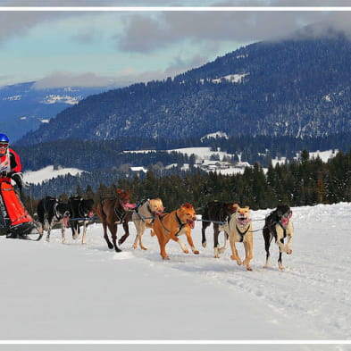 Sled dog race - CANCELLED