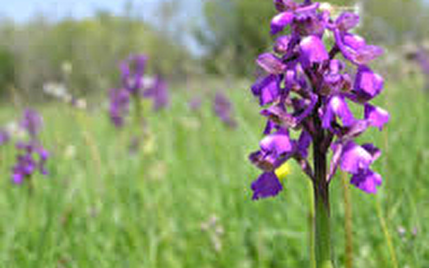 Spot à Orchis - Les Barres