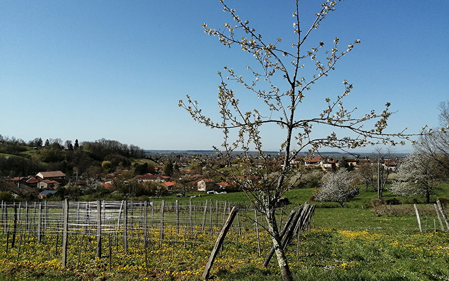 Domaine de La Combes aux Rêves