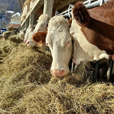 Visite de la ferme du Ban du Char