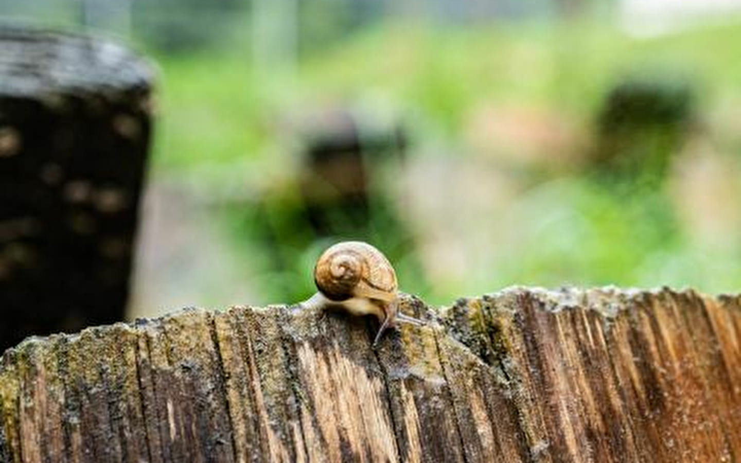 Le Moulin Burignat: Snail Thursdays