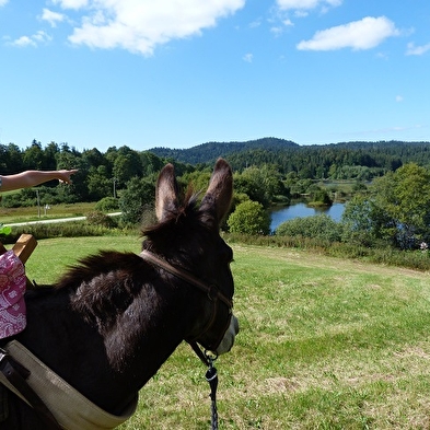 Promenade avec des ânes de bât et découverte de la ferme.