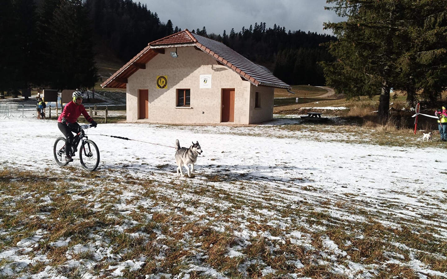 Canicross - Les grenouilles sur un plateau