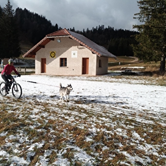 Canicross - Les grenouilles sur un plateau - PLATEAU D'HAUTEVILLE
