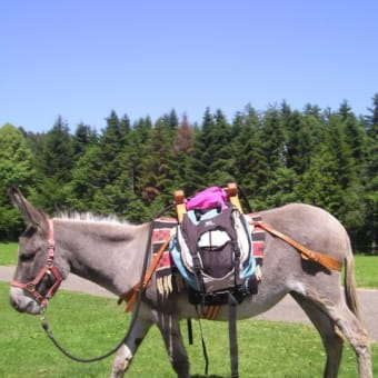 Balades en ânes 'association bel'ane' - BELLEHERBE