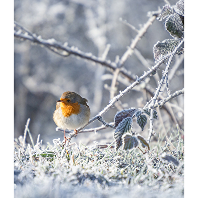 Sylvain Rouvier Photographie