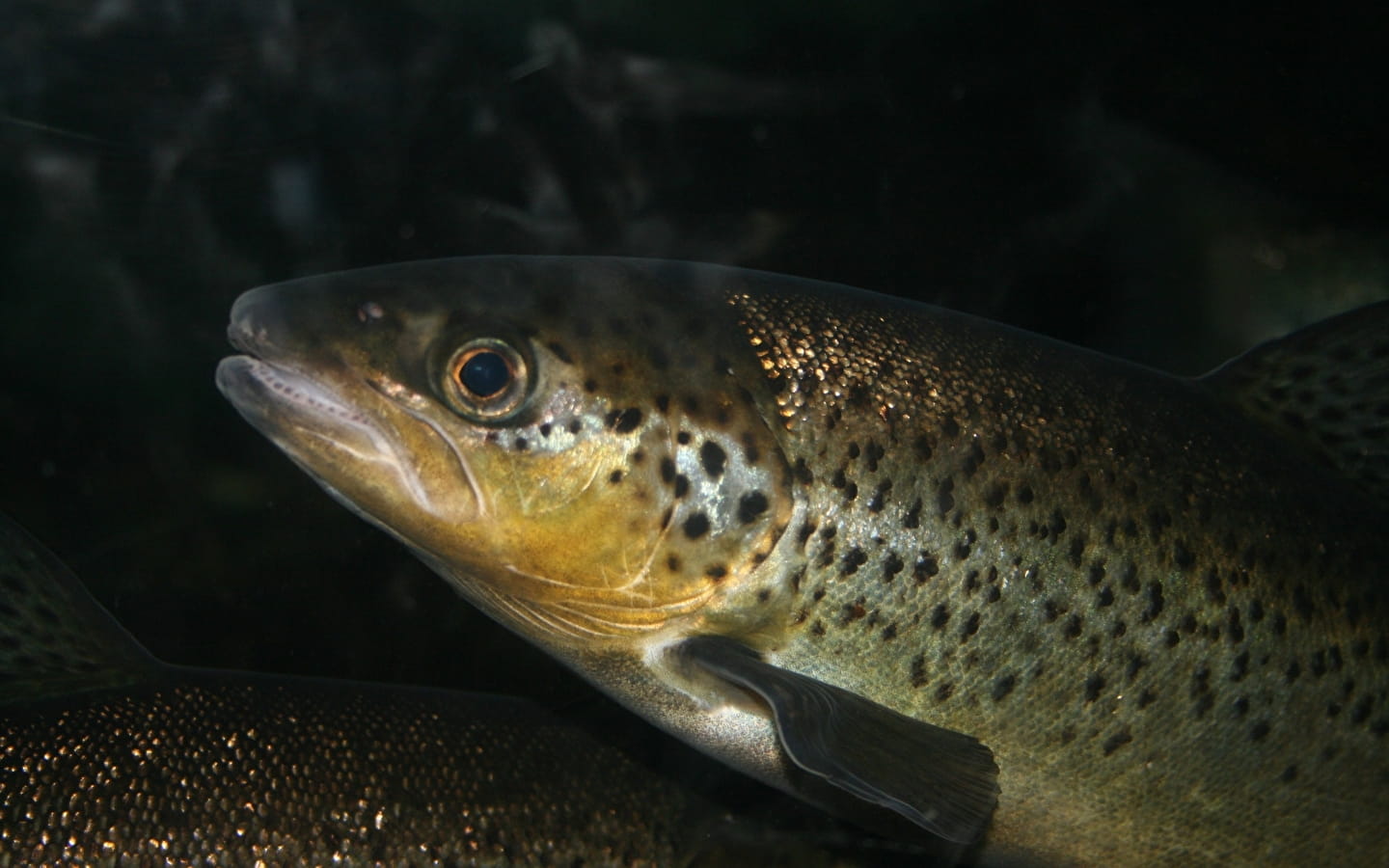 123 Nature outing: Trout