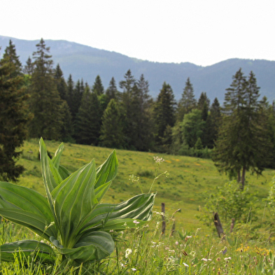 The Via Francigena in the Jura Mountains