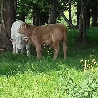La Ferme de Barrouze - DOMSURE