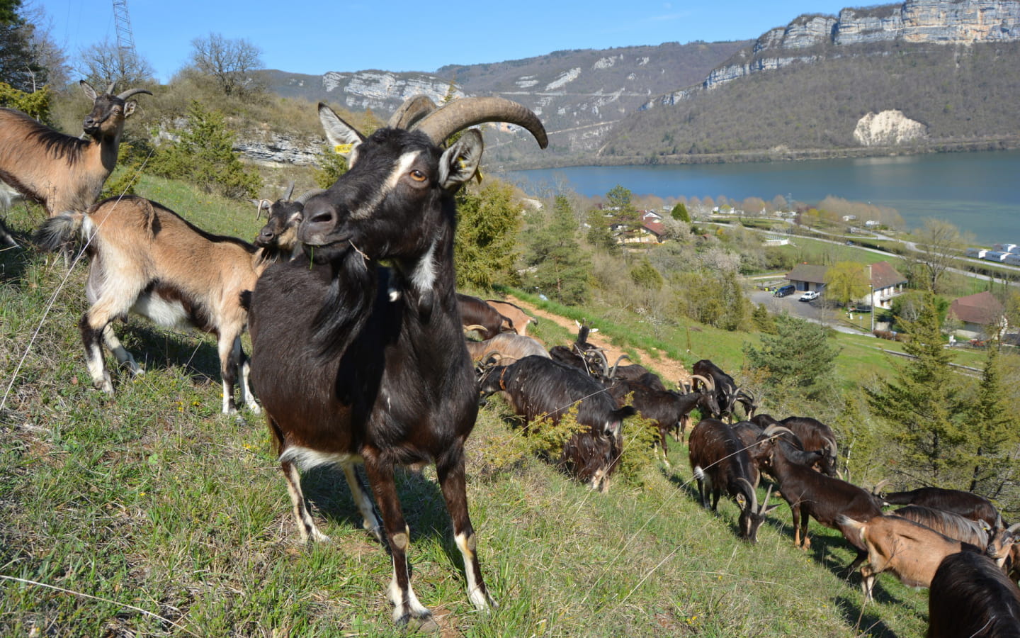 L'Evadée Belle