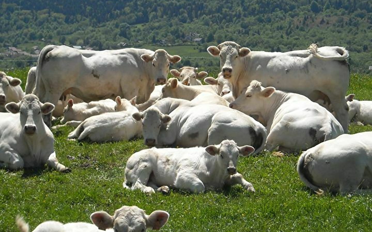 GAEC CONTY - Vente de viande à la ferme