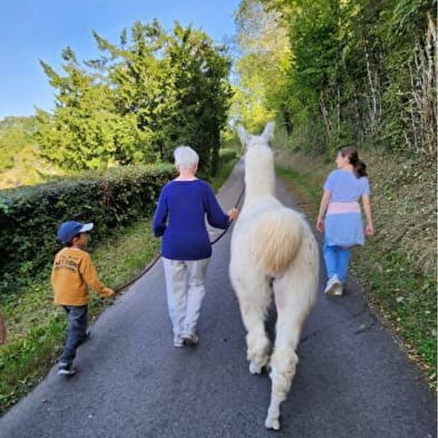 Llama trekking