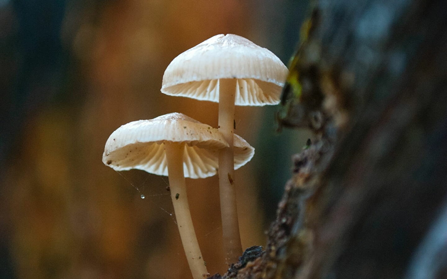 Mushroom outing