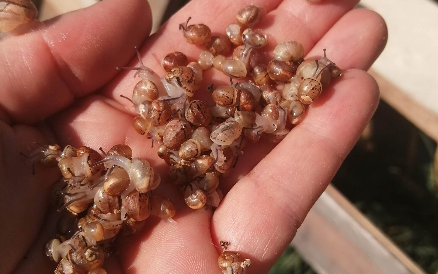 Open House: the snail comes out of its shell