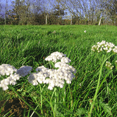 Workshop Wild medicinal plants and their uses