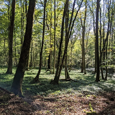 Walking loop - chatard cross
