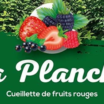 La Planche - cueillette de fruits rouges - MASSIGNIEU-DE-RIVES