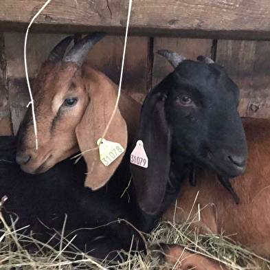 Auberge de la Grange des Plans
