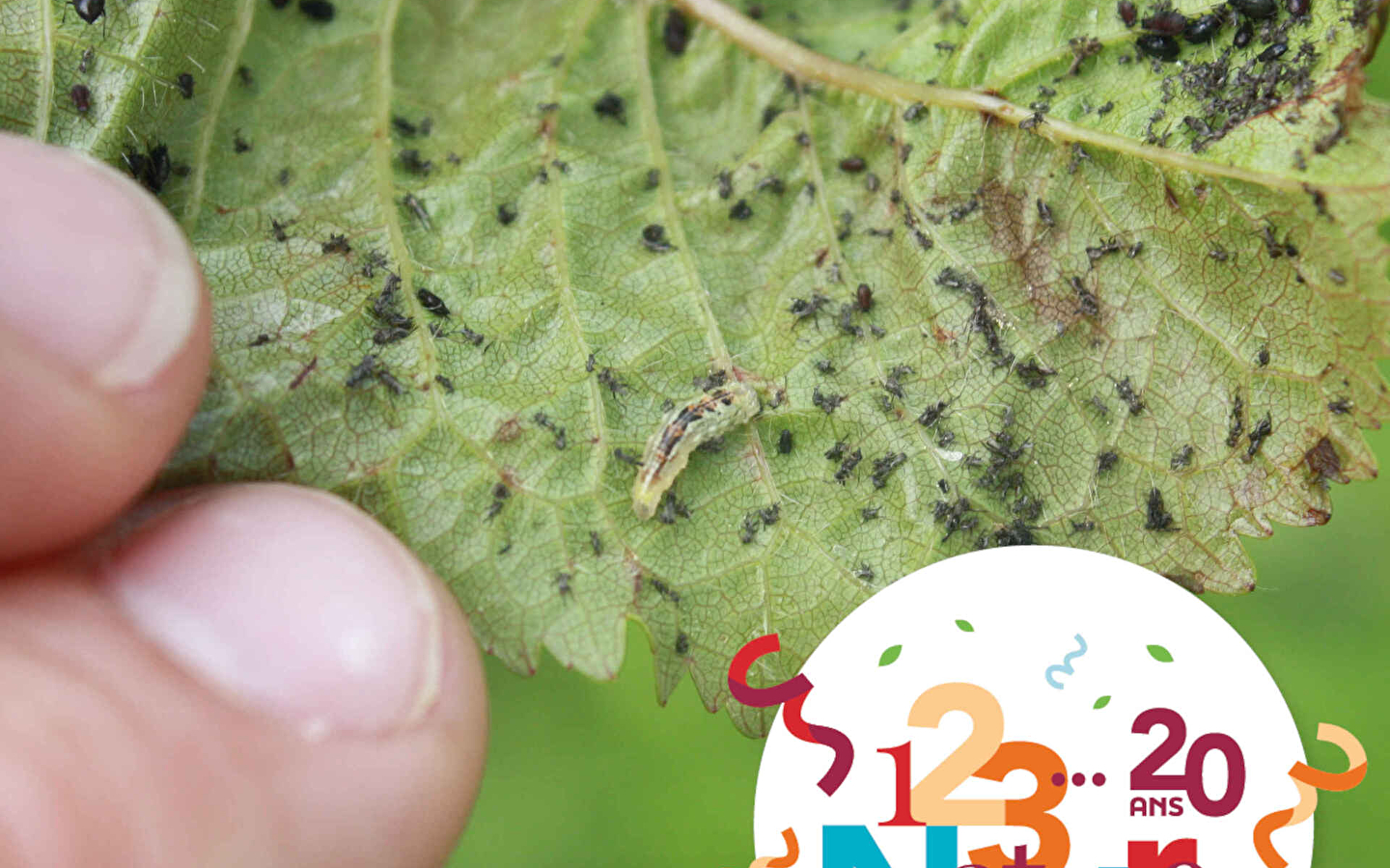 ARBORICULTURE 123 NATURE WORKSHOP: The health of my fruit tree