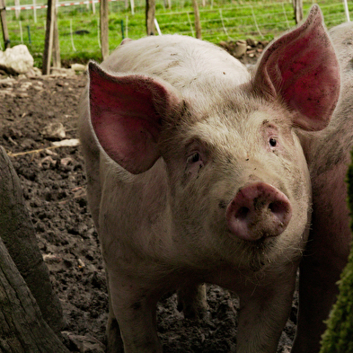 Visite de La Ferme du Marais