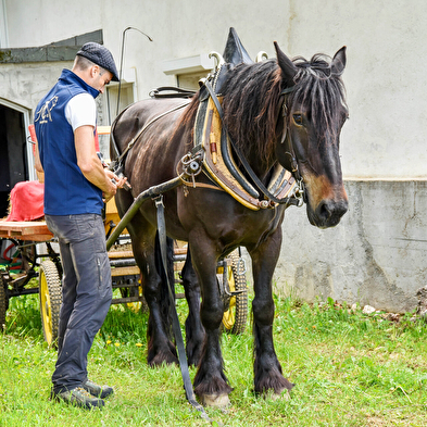Balade en calèche privatisée, fin de journée l'été