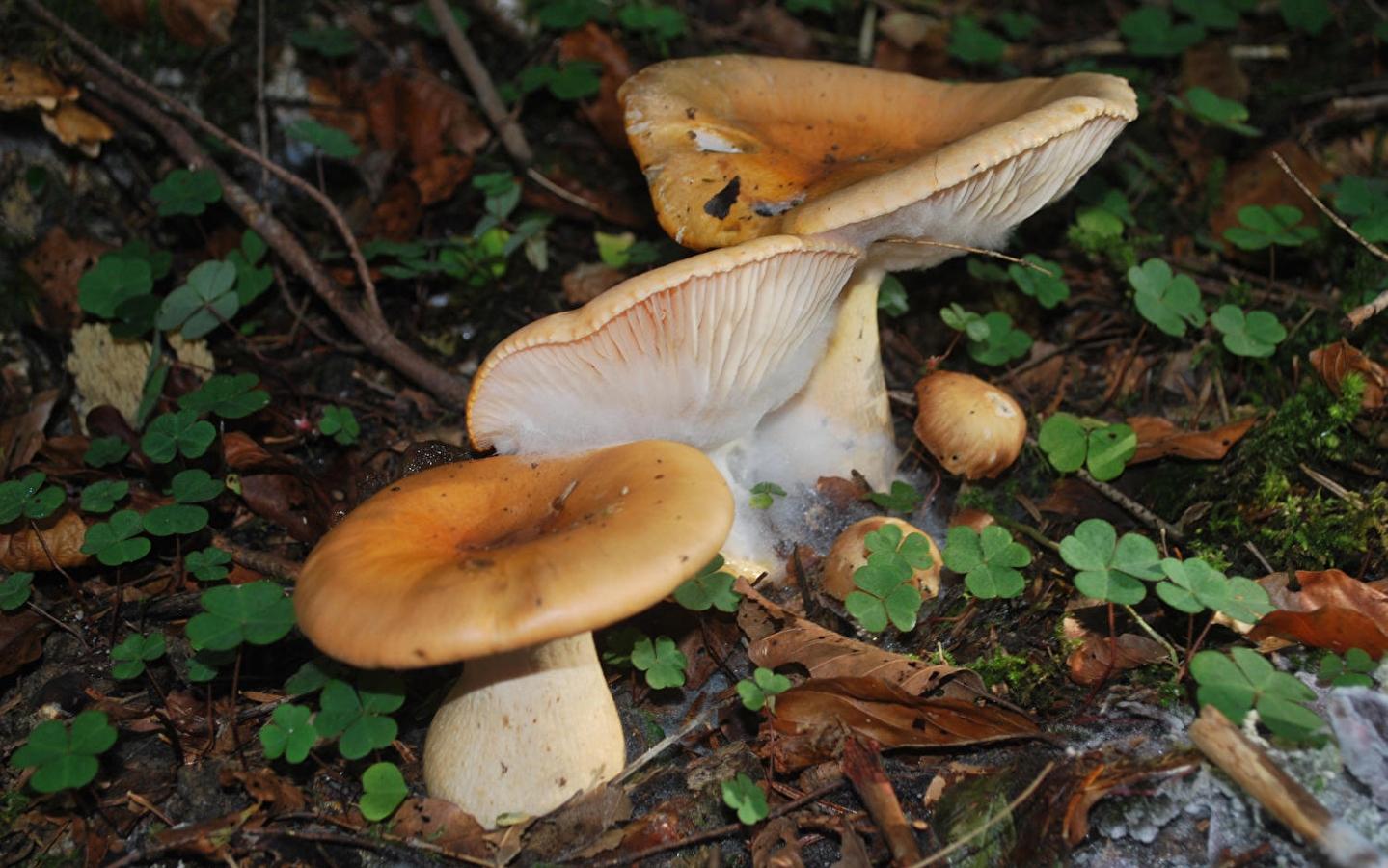 Nature in Autumn