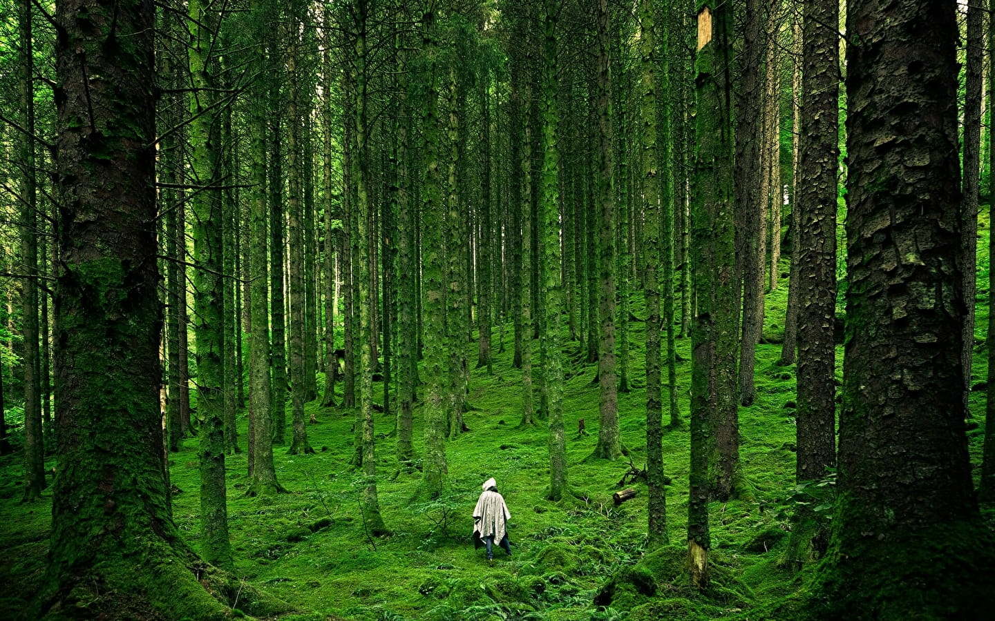 Conférence : la marche pour les arbres