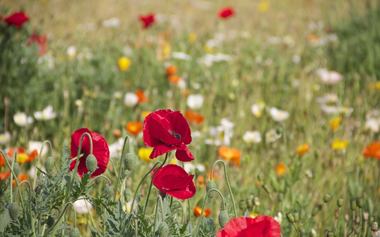 Workshop - Discovering wild plants