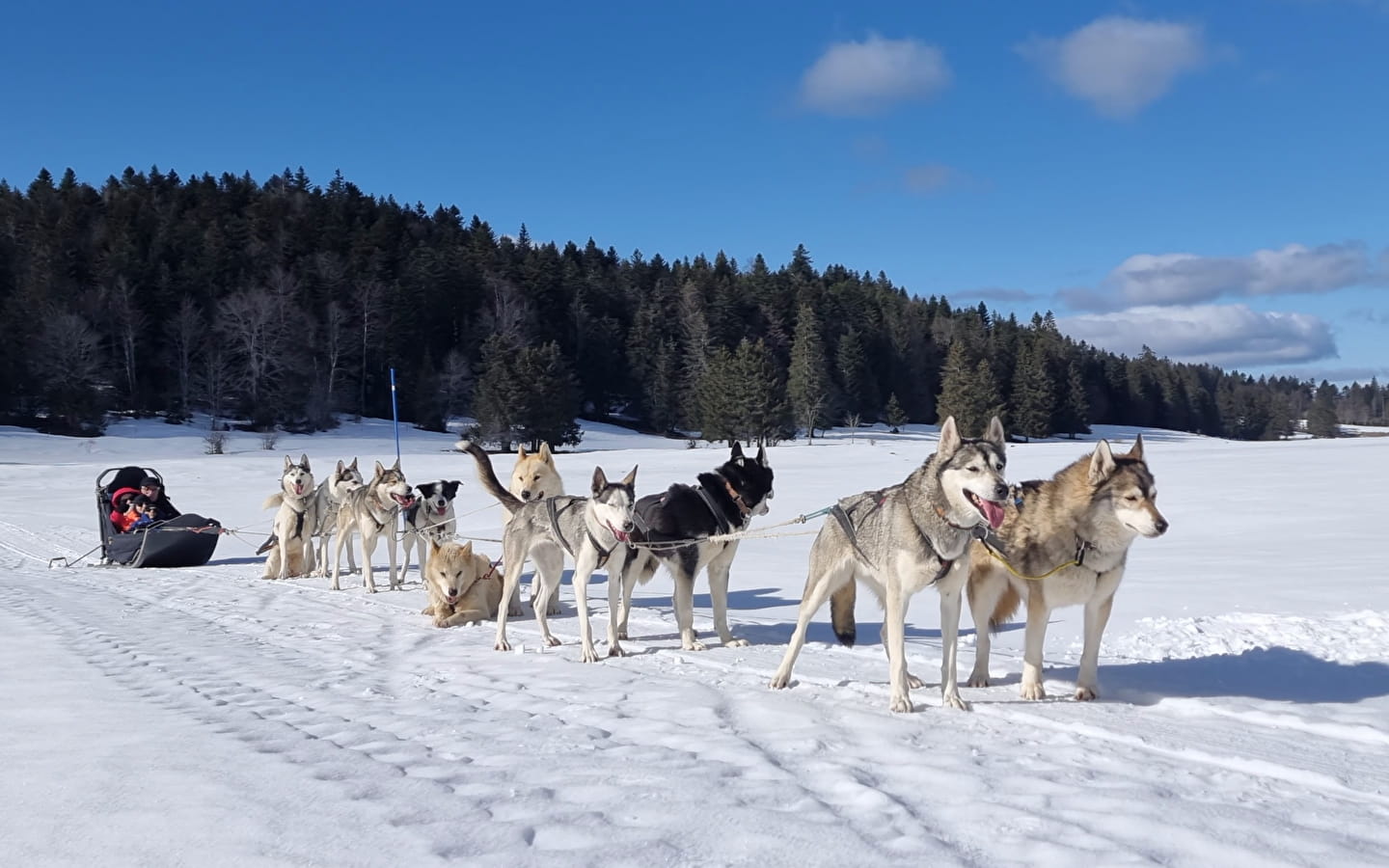 Baptême en chiens de traîneau Evasion Terre-Neige