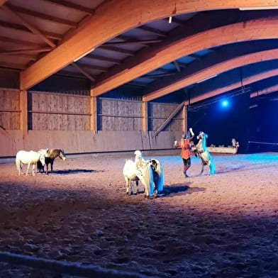 Dinner and horse show 