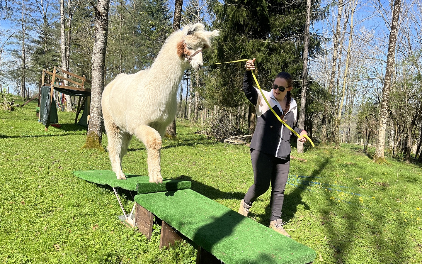 Llama trekking