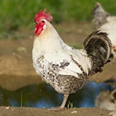 La Ferme du Mas Tabouret