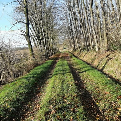 Sur les chemins de St Didier d'Aussiat (VTT)