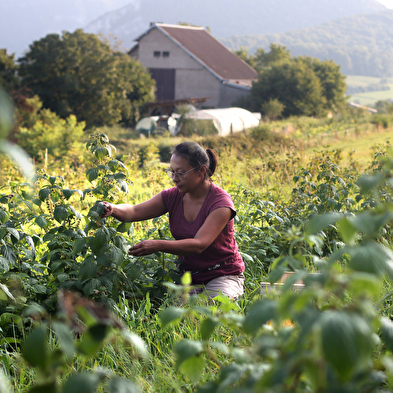 Visit to an organic fruit farm - Le Champ des Gourmands