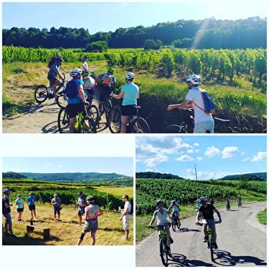 Discovering the vineyards by bike