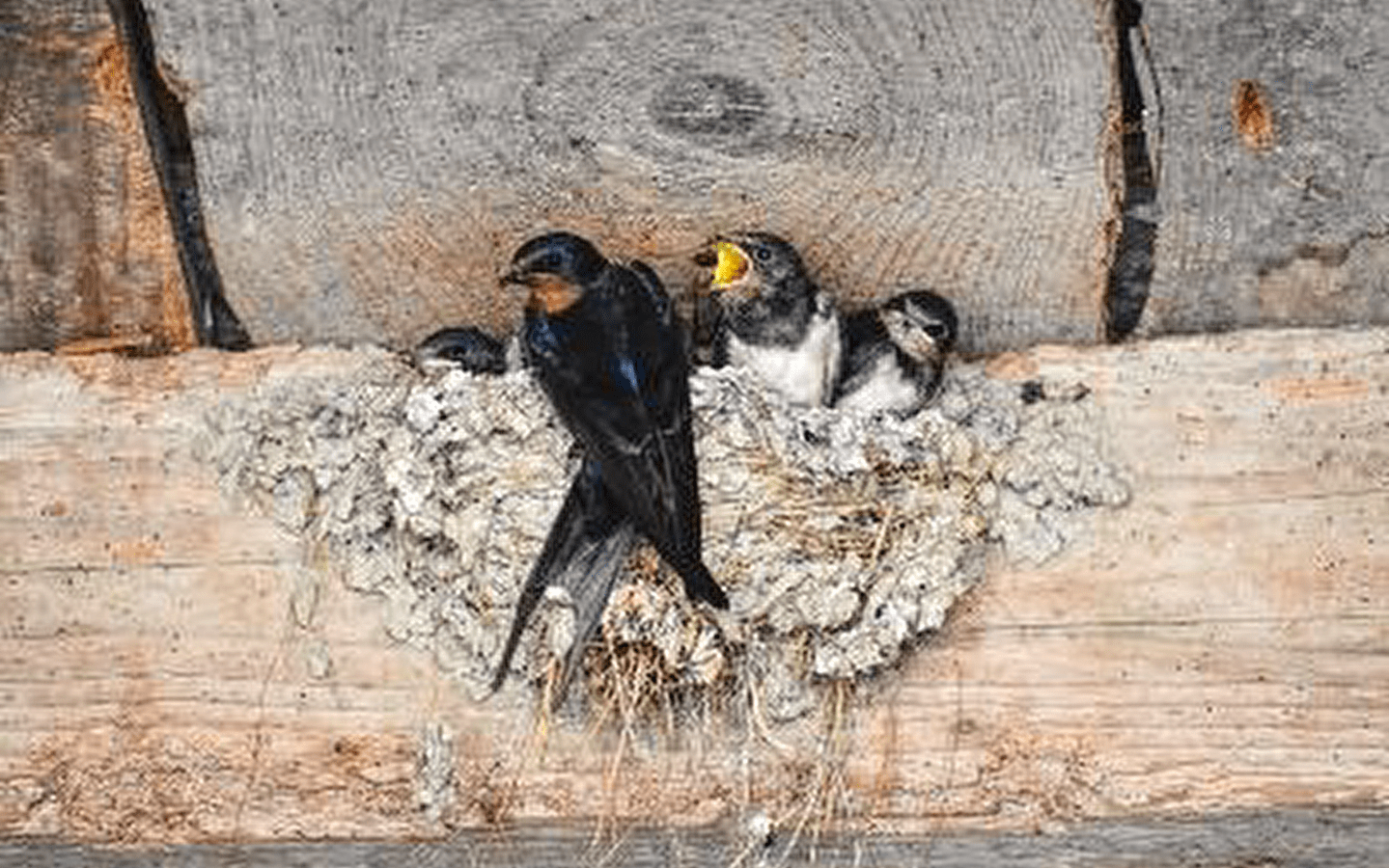 Workshop: Nests for swallows