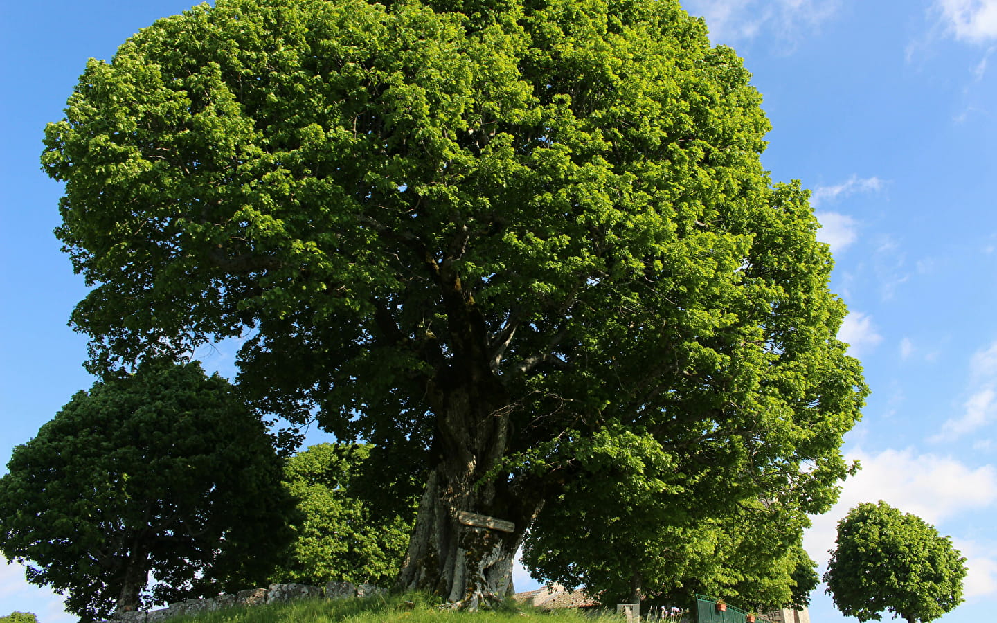 Le tilleul de Sully : arbre remarquable