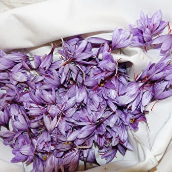 Les Hirondelles - Producteur de safran - VALROMEY-SUR-SERAN