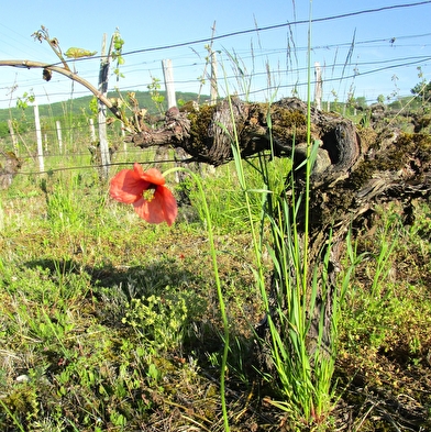 Domaine des Sarmentelles