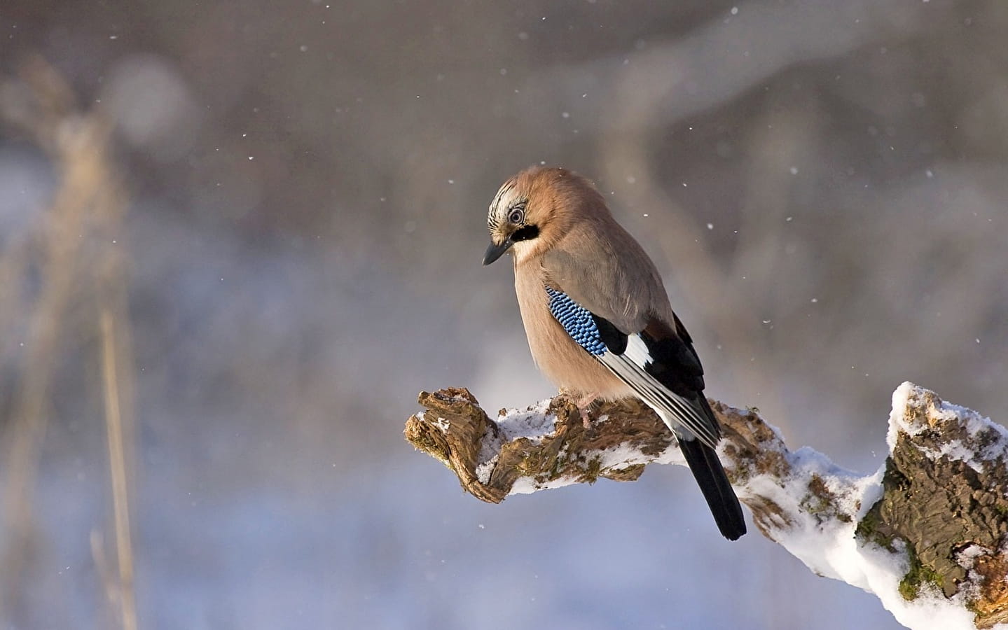 FINA - Haut-Jura Inter'Nature Festival