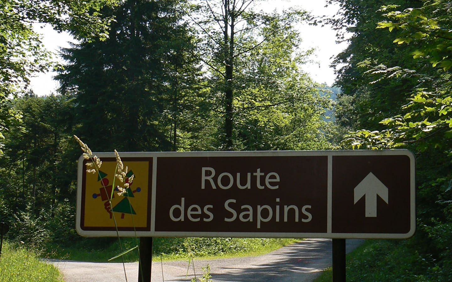 The route des sapins