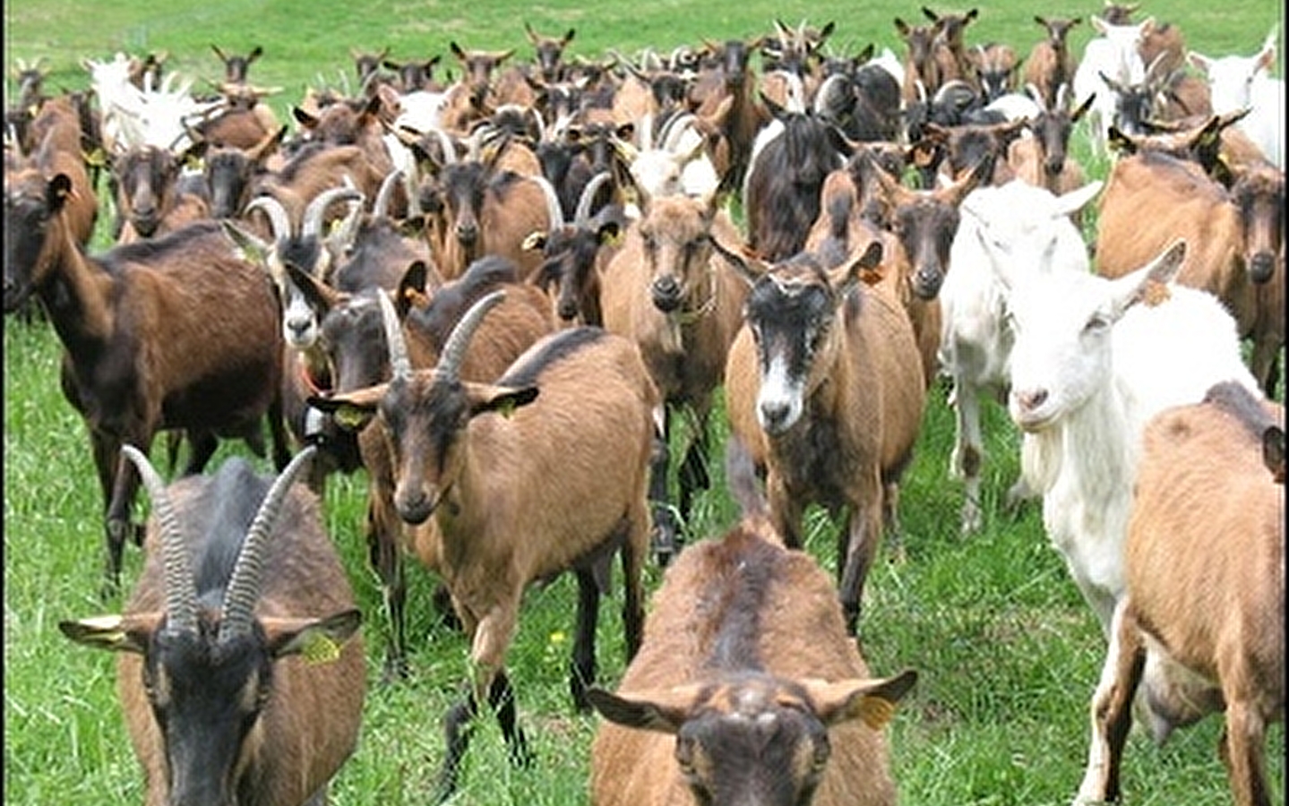 Chevrerie la Ramaz