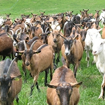 Chevrerie la Ramaz - PLATEAU D'HAUTEVILLE