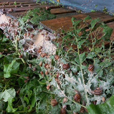 Visit the snail farms and taste farm products