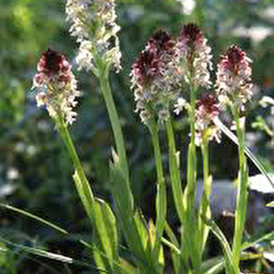 Spot à Orchis - Les Barres