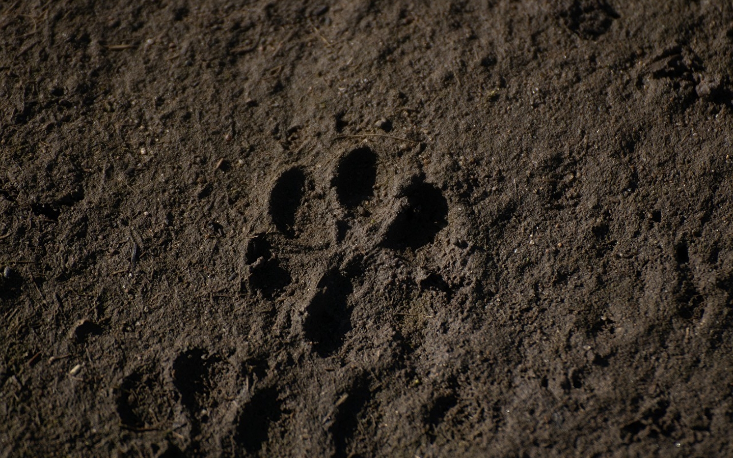 Découverte de la faune et des traces