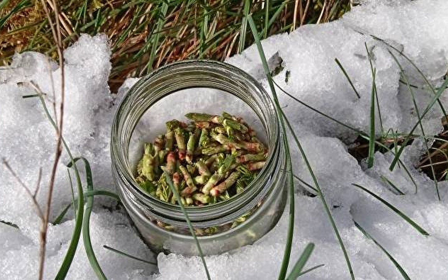 Bud and Gemmotherapy Workshop