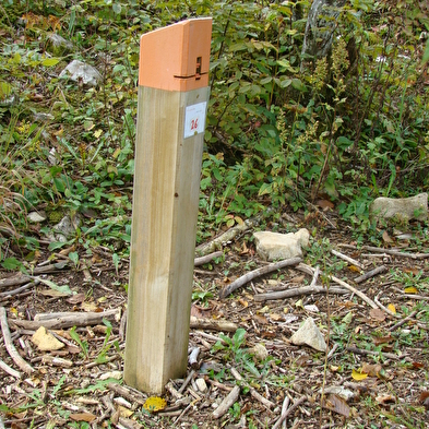 Initiation à l'orientation avec les Demoiselles du Plateau