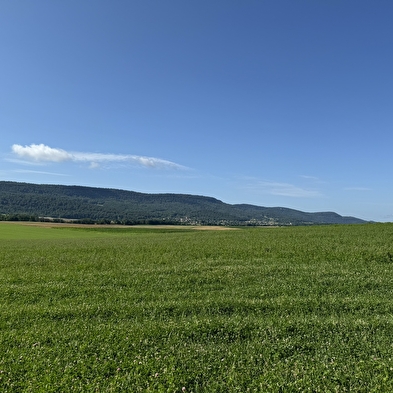 Palise path