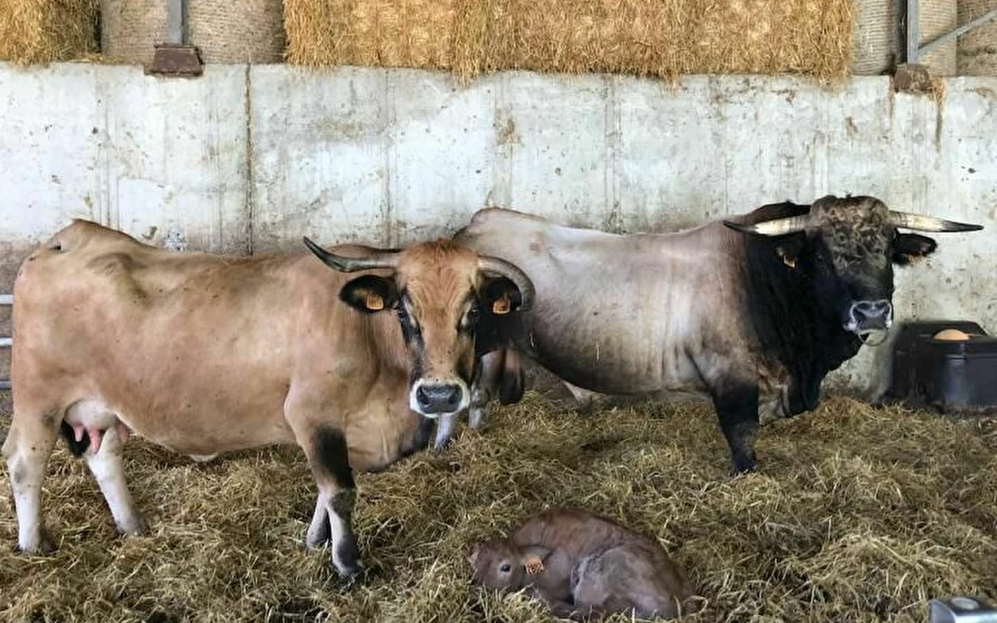 Les Pieds dans le Local®, spécial producteurs ! Visite d'exploitation : La Ferme du Mont